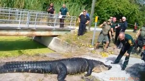 Αλιγάτορας σκότωσε και κατάπιε 41χρονη – Εντοπίστηκε με πρησμένο στομάχι