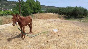 Αστυνομικοί «λύτρωσαν» ταλαιπωρημένο αλογάκι 