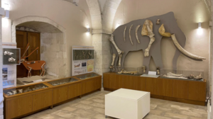 Παλαιοντολογικό Μουσείο Ρεθύμνου