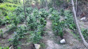 Κύκλωμα χασισοκαλλιέργειας: Ποιοι είναι οι «7» Κρητικοί που βρίσκονται στο κάδρο της ΕΛ.ΑΣ