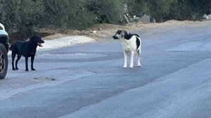 Λαχτάρησαν οι μικροί ποδηλάτες από τα αδέσποτα σκυλιά