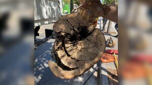 Ένα νέο δέντρο θα φυτευτεί έξω από το Εργατικό Κέντρο Ηρακλείου (video) 