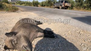 Μάστιγα τα τροχαία με αγριογούρουνα στην Αταλάντη - Δείτε εικόνες