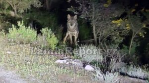 Μπαράζ επιθέσεων λύκων στην Αταλάντη