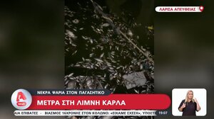 Βόλος: Εισαγγελική παρέμβαση για τα χιλιάδες νεκρά ψάρια στον Παγασητικό