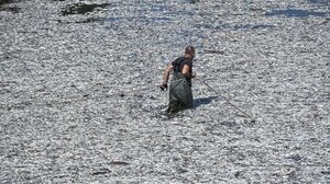 Ο Μπέος κατηγορεί τον Κουρέτα ότι έδωσε εντολή να θάψουν τα ψάρια - "Δεν υπάρχει λάκκος, τα καίμε" 