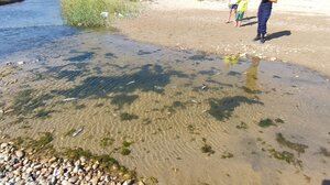 Γιατί γεμίζουν νεκρά ψάρια ακτές της Κρήτης και των Κυκλάδων;