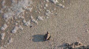 Η σπάνια πράσινη χελώνα αναπαράχθηκε στη Χρυσή!