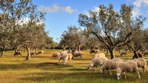 Πανώλη στην Κρήτη: Ξεκινούν οι μετακινήσεις ζώων- Τι θα γίνει με τα σφαγεία στο Ηράκλειο