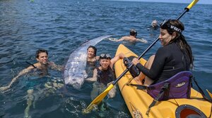 Καλιφόρνια: Ξεβράστηκε ένα Doomsday fish