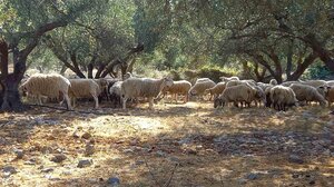 Λιόφυτα ή χειμαδιά; Η ανεπούλωτη πληγή στο κρητικό τοπίο