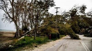 Θεσσαλονίκη: Πτώσεις δέντρων λόγω των ισχυρών ανέμων – Ζημιές και σε αυτοκίνητα