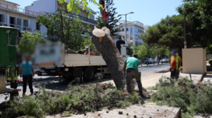 Μετά το δικαστήριο, ξαναρχίζουν την κοπή των δέντρων!