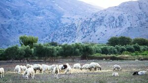 Σε απόγνωση οι κτηνοτρόφοι του Ηρακλείου: Να αποκτήσει ...αξία η τιμή του γάλακτος!