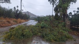 Μεσαρά: Απανωτές πτώσεις δέντρων - Τελευταία στιγμή γλίτωσε παραγωγός 