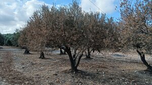 Αυτοψία σε ελαιώνες από τον Αντιπεριφερειάρχη Αγροτικής Οικονομίας Στ. Τζεδάκη