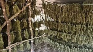 Αρκαδία: Εντοπίστηκε φυτεία «μαμούθ» με 1 τόνο κάνναβης