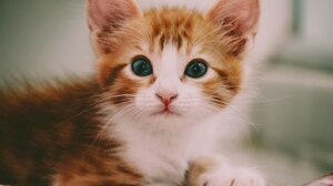 Ποινή φυλάκισης σε 60χρονη – Είχε στο σπίτι της περισσότερες από 100 γάτες σε άθλιες συνθήκες