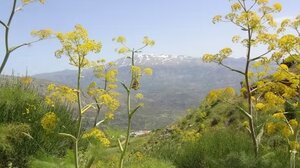 Εγκαινιάζεται η έκθεση "Εδώ τα δέντρα είναι πιο ψηλά από τα σπίτια"