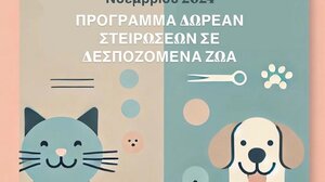 Δωρεάν στειρώσεις σε δεσποζόμενα ζώα συντροφιάς στα Χανιά