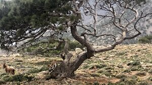 Ζωοκτονία και επίθεση σε κτηνοτρόφο: προτεραιότητα της ΕΛ.ΑΣ οι δύο υποθέσεις