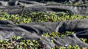 Ιστορίες λιομαζώματος: κλέβουν τα τσουβάλια με τις ελιές, ραβδίζουν ξένα χωράφια και μαλώνουν οικογενειακώς