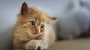 Πετρούπολη: Άνδρας περιλούζει γάτες με καυτό λάδι