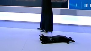 Γάτα εισέβαλε στο πλατό εκπομπής του ΣΚΑΪ!