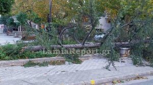 Λαμία: Έριξε δέντρα και ξήλωσε τέντες ο δυνατός αέρας