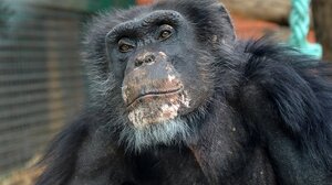 43 πίθηκοι το έσκασαν από εργαστήριο στη Νότια Καρολίνα!