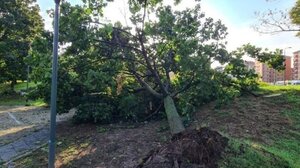 Πτώσεις δέντρων και διακοπές ρεύματος από τους ισχυρούς ανέμους σε Θεσσαλονίκη, Ήπειρο και Καρδίτσα