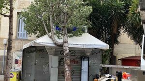 Δύο δέντρα ξεριζώθηκαν στο κέντρο του Ηρακλείου -video