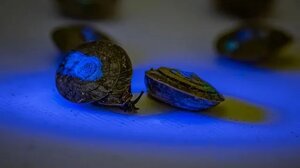 Γιατί οι επιστήμονες απελευθέρωσαν 1.329 σαλιγκάρια σε απομακρυσμένο νησί του Ατλαντικού