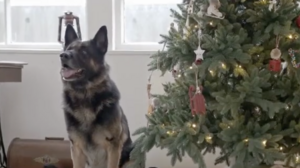 Τα Αδεσποτούλια Ξάνθης λένε τα κάλαντα... αλλιώς!