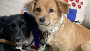 Χάθηκαν τα σκυλάκια της Ιωάννας Μαλέσκου