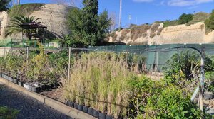 Δήμος Ηρακλείου: Περισσότερα από 5.500 νέα δέντρα και φυτά για την ανανέωση του πρασίνου