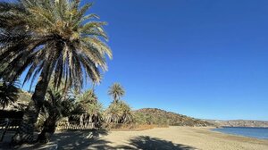 Σώθηκε το φοινικόδασος στο Βάι από το κόκκινο σκαθάρι