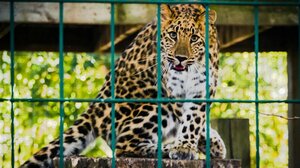 Επιστήμονες στις ΗΠΑ εισηγούνται στους ζωολογικούς κήπους να σκοτώνουν τα ζώα πριν γεράσουν