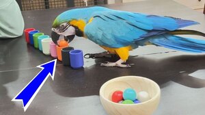 Ευφυέστατος παπαγάλος κάνει επίδειξη της ... εξυπνάδας του