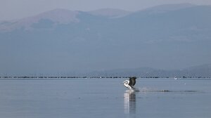 Μέτρα βιοασφάλειας σε όλη τη χώρα μετά τα κρούσματα γρίπης των πτηνών στη Φλώρινα