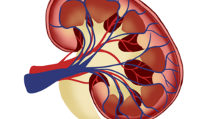 Παγκόσμια Ημέρα Νεφρού: Το 10% του παγκόσμιου πληθυσμού πάσχει από Χρόνια Νεφρική Νόσο