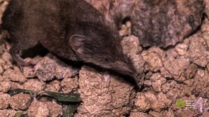 Ανακαλύψτε την κρητική μυγαλή!