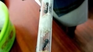 Λαθρεμπόριο σπάνιων μυρμηγκιών στην Κένυα – Συλλέκτες τα αγοράζουν ως και 200 ευρώ το ένα