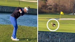 Αετός ... σκοράρει σε γήπεδο γκολφ!