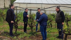 Αυτοψία στις πληγείσες από την χαλαζόπτωση περιοχές - Εικόνες ολοκληρωτικής καταστροφής στα αμπέλια σε ορισμένα χωριά 