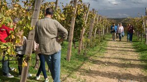 Ανοικτή πρόσκληση του Δικτύου Οινοποιών σε εστιατόρια της Κρήτης