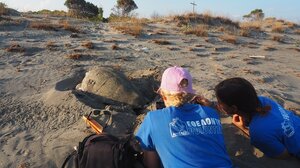 Η προστασία του περιβάλλοντος δεν έχει ηλικία! Γίνε εθελοντής για τις θαλάσσιες χελώνες