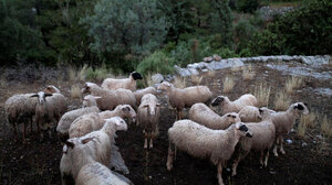 Γιατί δεν πρέπει να πάμε σε μαζικούς εμβολιασμούς κατά της ευλογιάς των αιγοπροβάτων - Στο Cretalive ο Ν. Κακαβάς