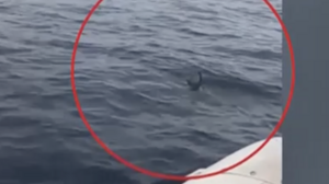 Κέρκυρα: Καρχαρίας τριών μέτρων πλεύρισε φουσκωτό