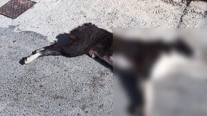 Έριξαν φόλες σε αδέσποτα ζώα στον Κρουσώνα - Μάχη για να σωθεί το δεύτερο σκυλί